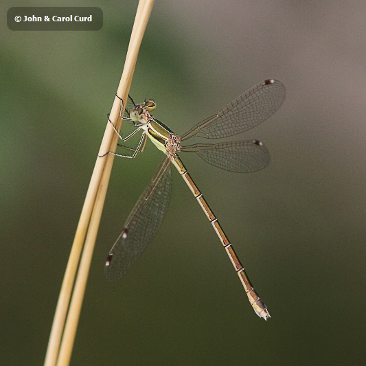 IMG_1661 Lestes barbarus.JPG